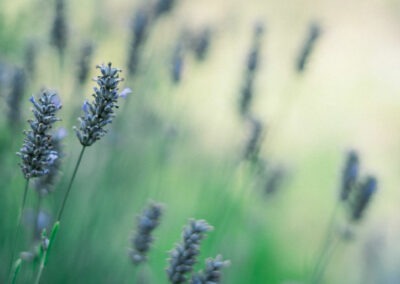 L’environnement et la CSAE