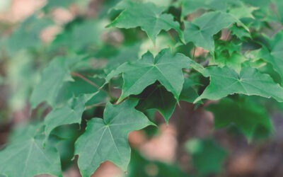 Livre Blanc Environnement et Transition Energétique 2023